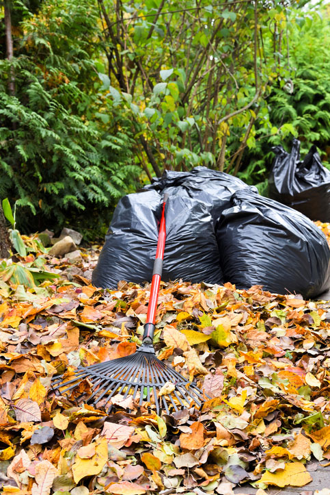 clearing leaves