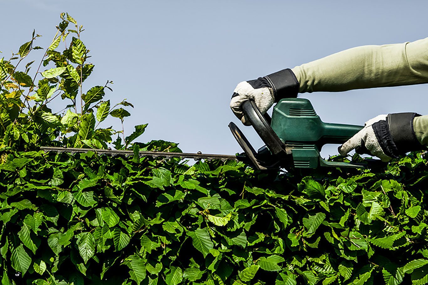 Hedge Cutting Midhurst