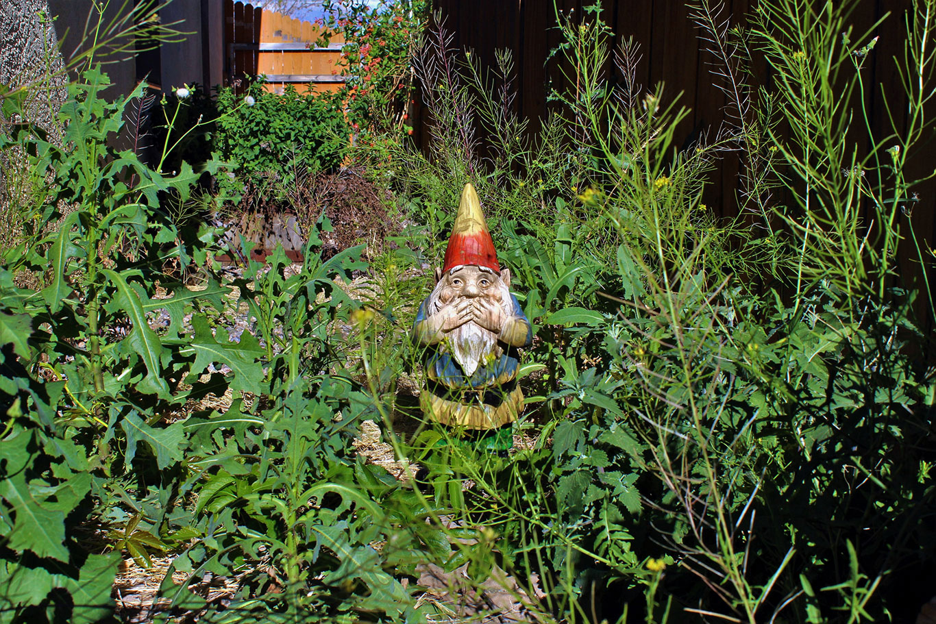 Overgrown Garden Clearance Midhurst