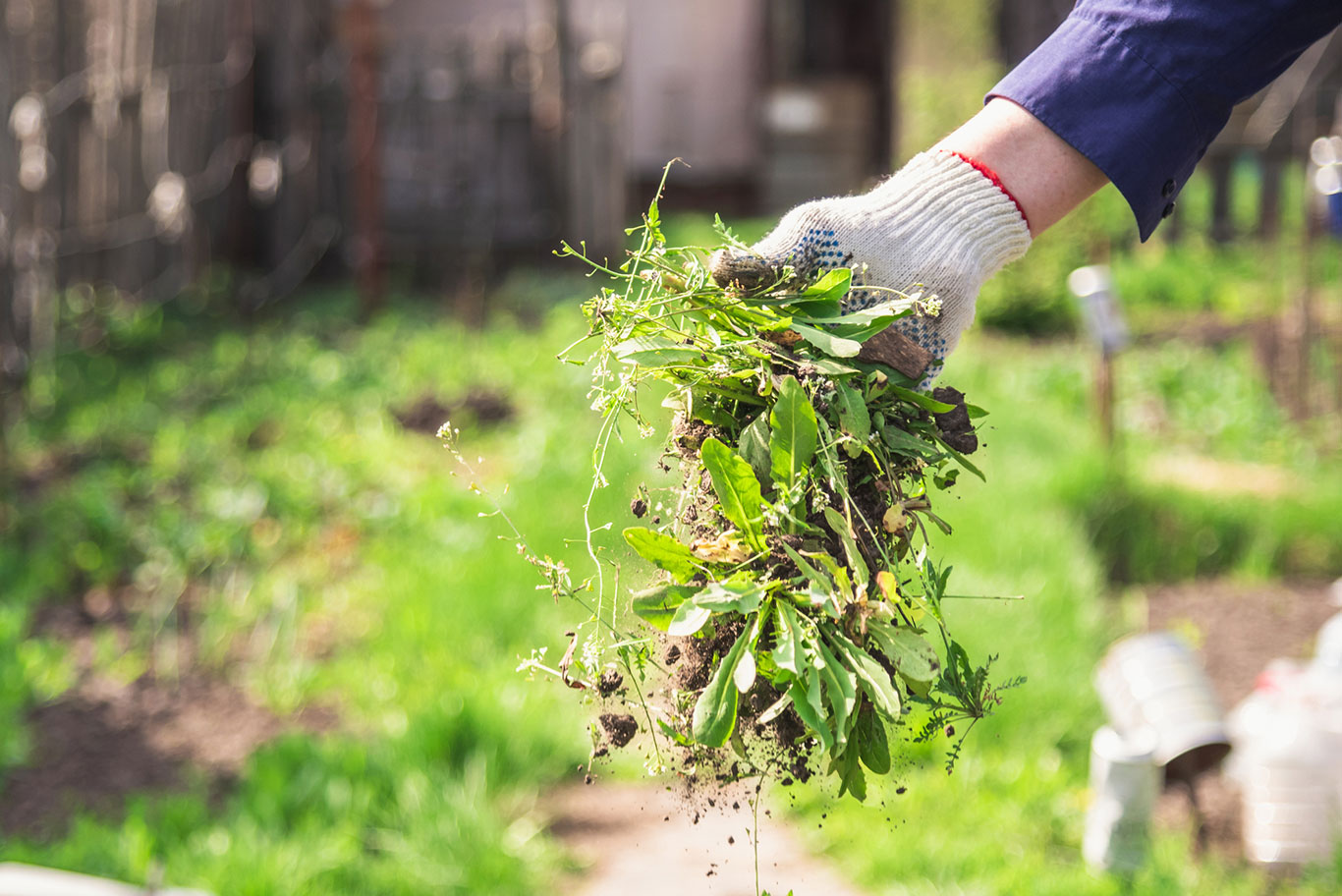 vegetation clearance