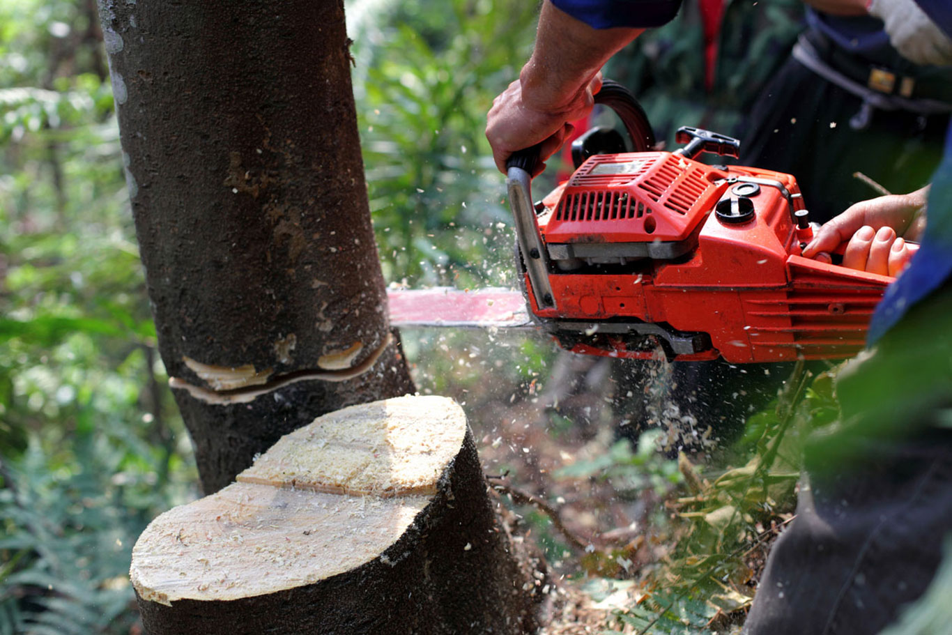 woodland management midhurst