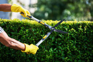 hedge cutting liphook