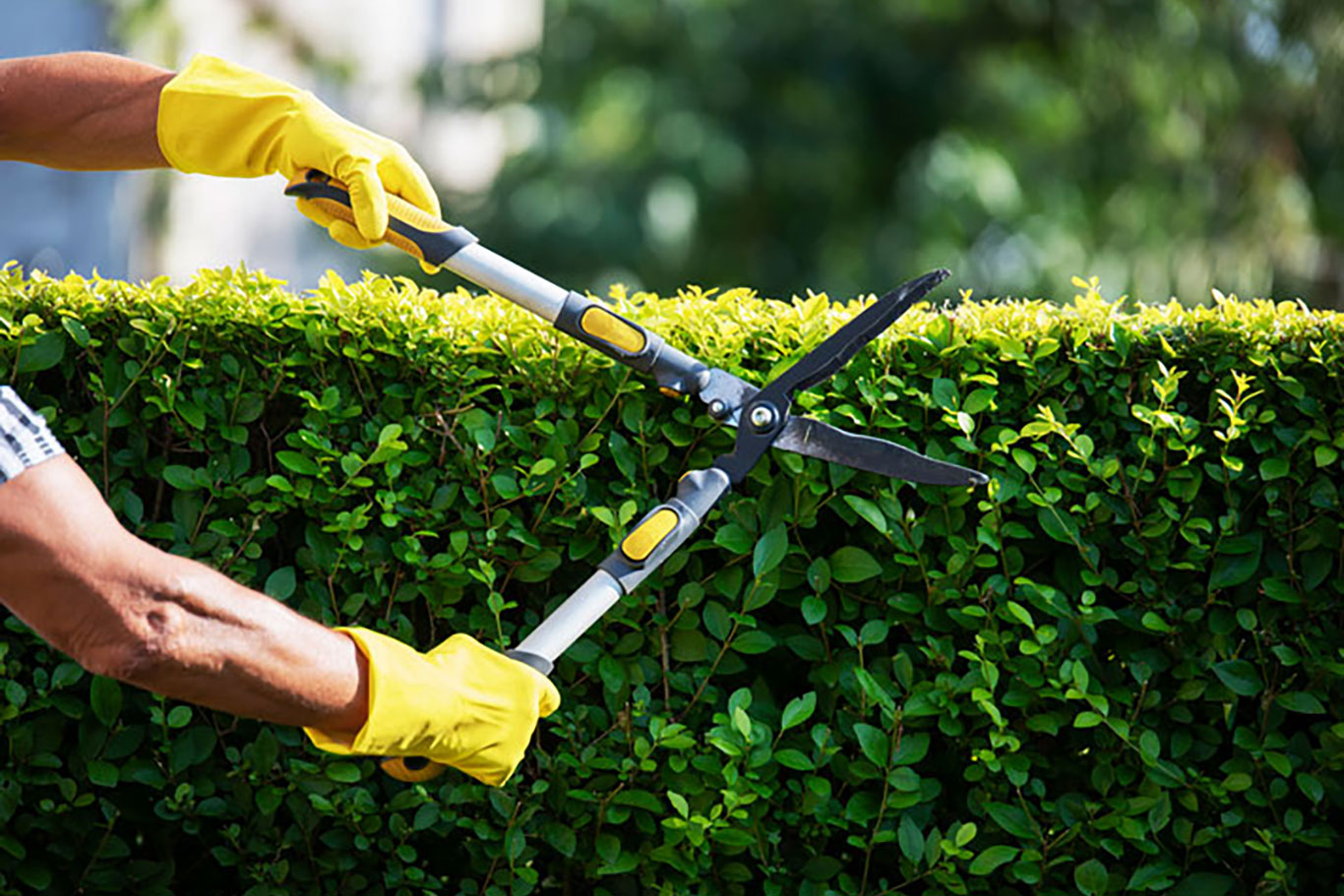 hedge cutting liphook